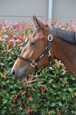 Kentucky Horsewear Genickstück Für Kontrollhalfter Nylon