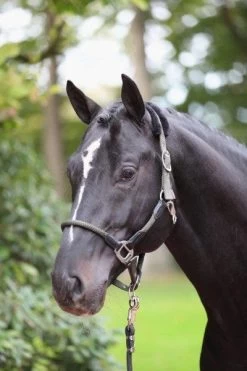 Covalliero Halfter Cordano