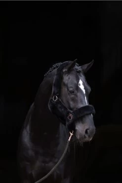 Covalliero Halfter SuperSoft -Reiter Geschäft halfter supersoft black WJ HQsKt0j 5 3