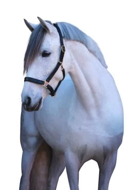 Covalliero Lederhalfter Eco 12 Covalliero Lederhalfter Eco -Reiter Geschäft lederhalfter eco schwarz Y6HaX17rFp 11 4