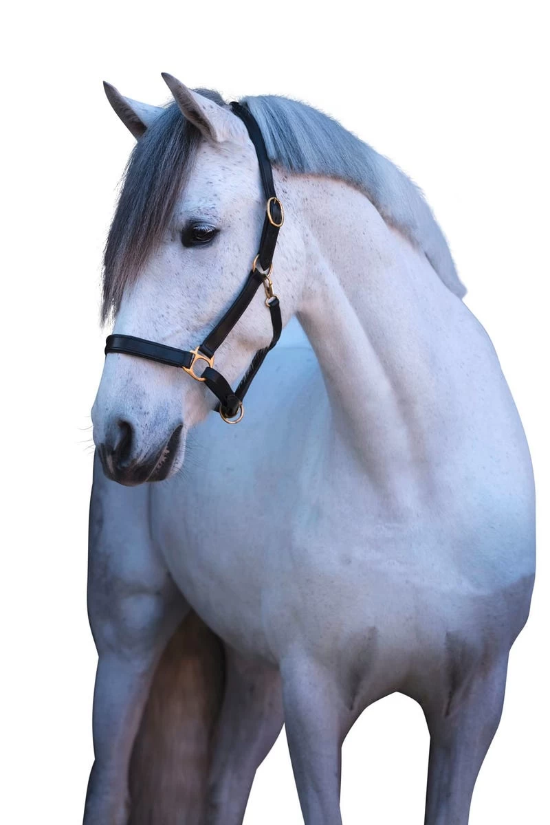 Covalliero Lederhalfter Eco 7 Covalliero Lederhalfter Eco – Bild 6