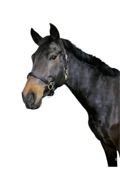 Covalliero Lederhalfter Eco 9 Covalliero Lederhalfter Eco -Reiter Geschäft lederhalfter eco schwarz dN8mtgfAM0 5 3