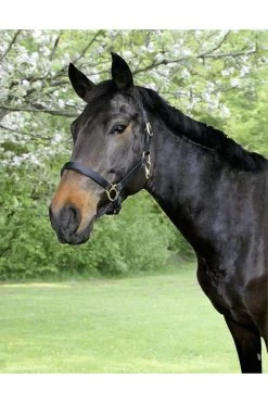 Covalliero Lederhalfter Eco 10 Covalliero Lederhalfter Eco -Reiter Geschäft lederhalfter eco schwarz ebCtLpFnWL 7 3