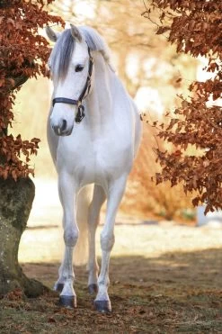 Covalliero Lederhalfter Eco