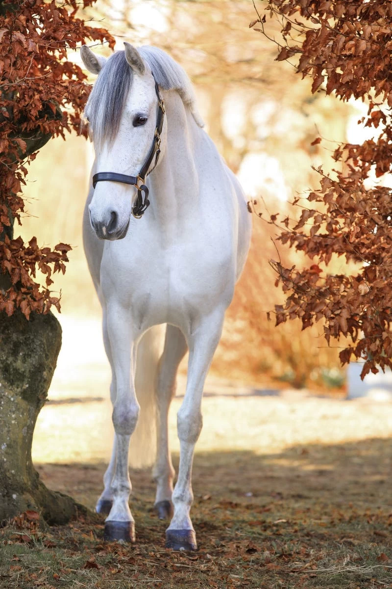 Covalliero Lederhalfter Eco 2 Covalliero Lederhalfter Eco