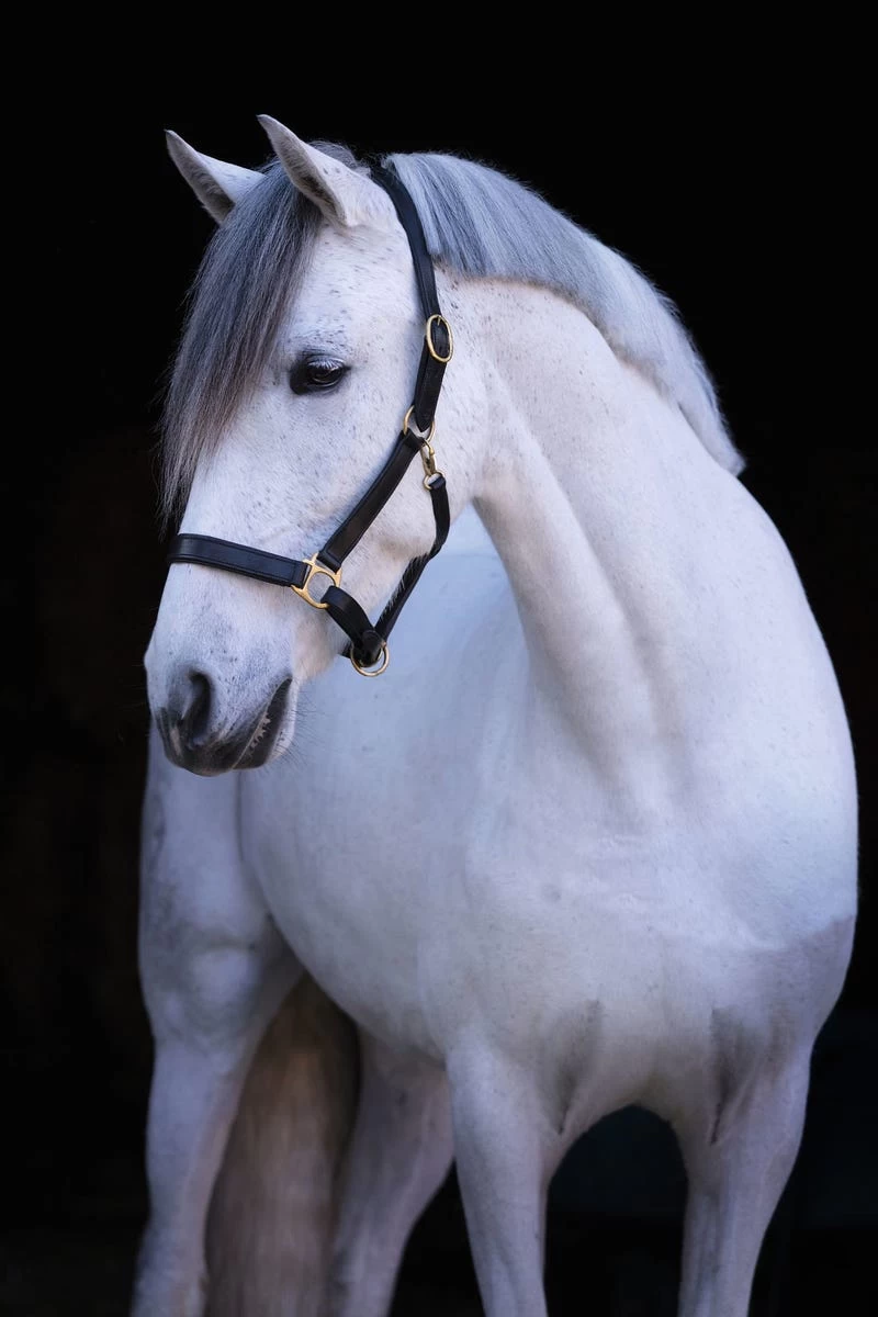 Covalliero Lederhalfter Eco 6 Covalliero Lederhalfter Eco – Bild 5